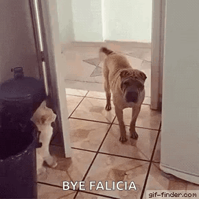 Cat Dog GIF. This 290 x 290 animated GIF is part of our moving backgrounds collection. Related themes include cat, funny animals, get out. Created by…