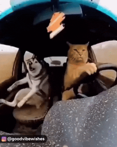 Cat Dog GIF