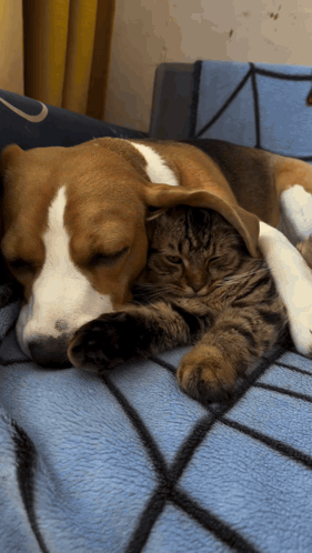 Cat Dog GIF