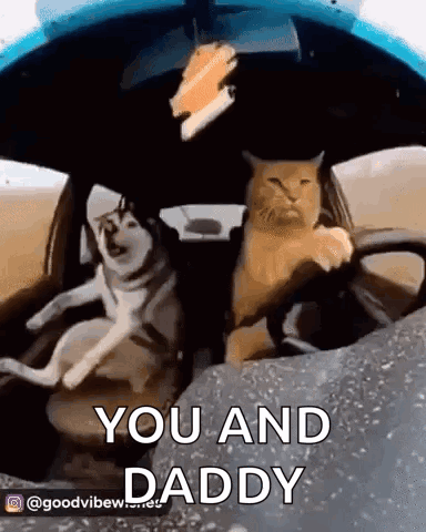 Cat Dog GIF