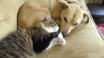 Cat Dog GIF. This 340 x 190 animated GIF is part of our geburtstag katzen collection. Related themes include cat, cuddle, cute. View the original animation…