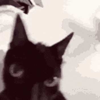 Cat GIF