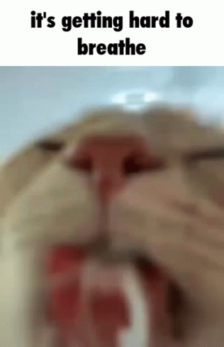 Cat Drink Cabinet Man GIF