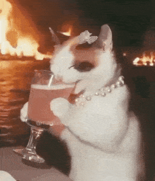 Cat Drinking Cat Drinking Laughing GIF