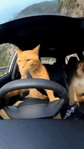 Cat Drive Car Cat Monkey Drift GIF