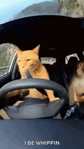 Cat Drive Car Cat Monkey Drift GIF