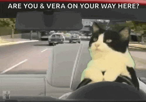 Cat Drive GIF