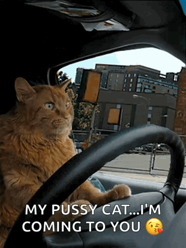 Cat Driving GIF