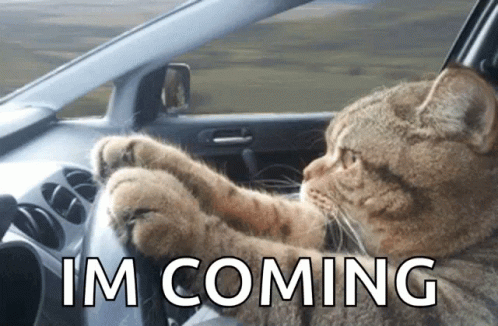 Cat Driving Serious GIF