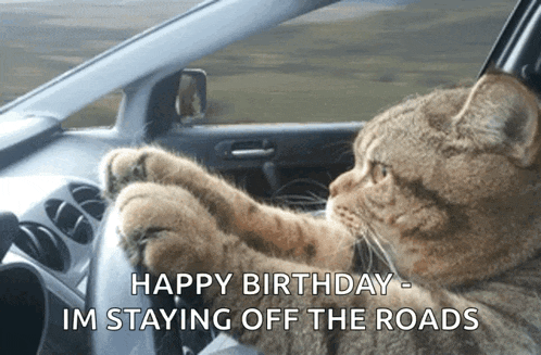 Cat Driving Serious GIF