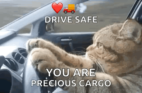 Cat Driving Serious GIF
