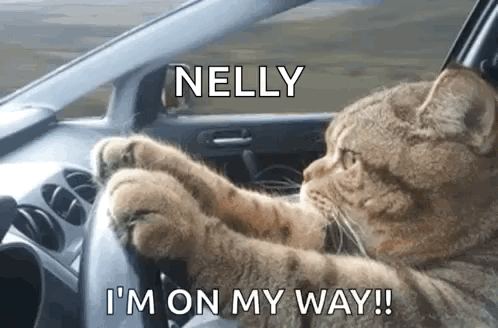 Cat Driving Serious GIF