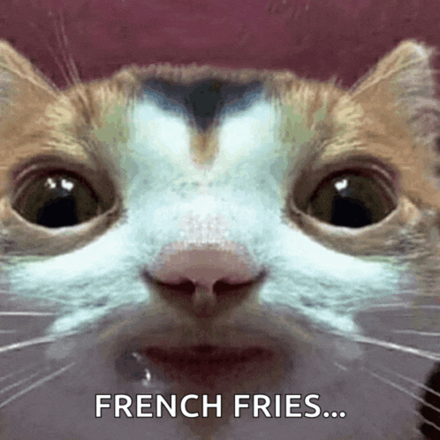 Cat Drooling Meme