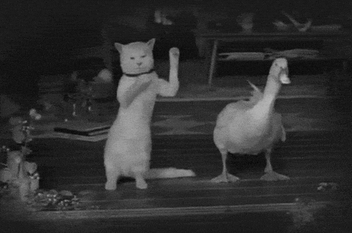 Cat Duck GIF