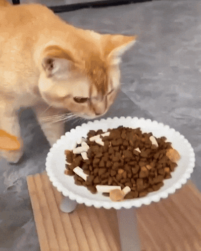 Cat Duck GIF