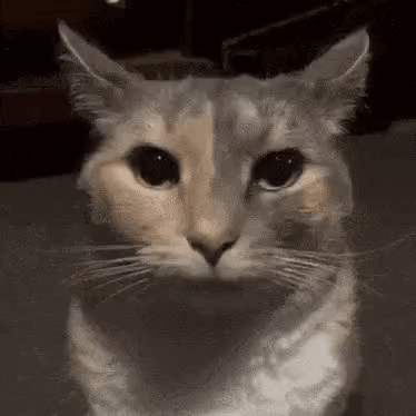 Cat GIF