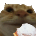 Cat Eat Funny Cat Sticker
