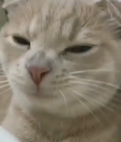Cat Eating GIF