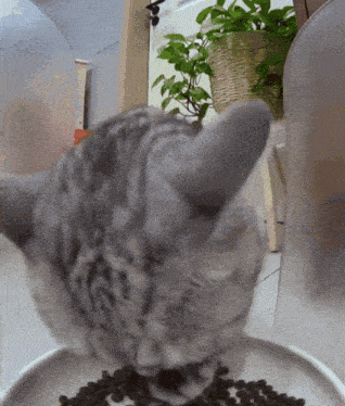 Cat Eating Meme Hungry GIF