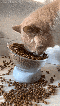 Cat Eating GIF