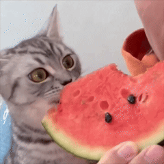 Cat Eating Watermelon Cat Eat Watermelon GIF