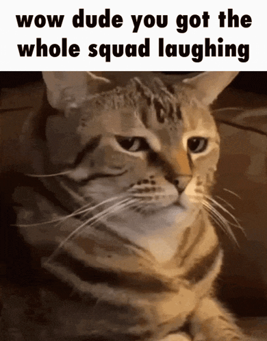 Cat GIF
