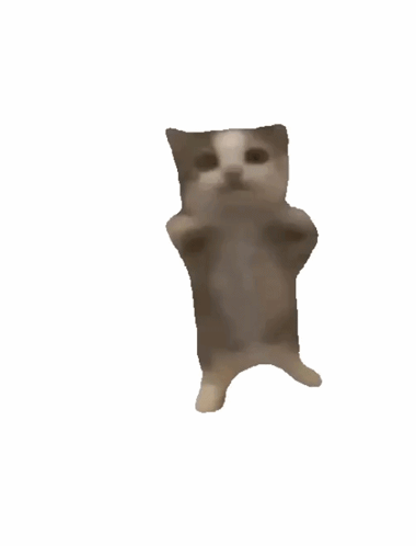 Cat Excited GIF