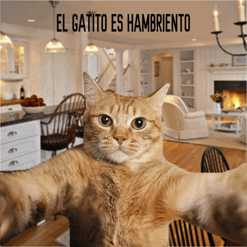 Cat Explosion GIF