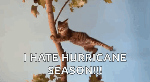 Cat GIF