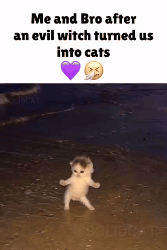Cat GIF