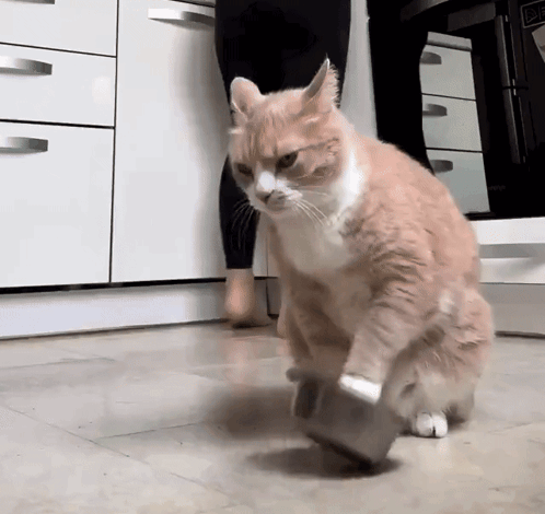 Cat Feeding Time GIF. This 498 x 470 animated GIF is part of our food collection. Related themes include cat, hungry. Created by nearlyxrd. View the…