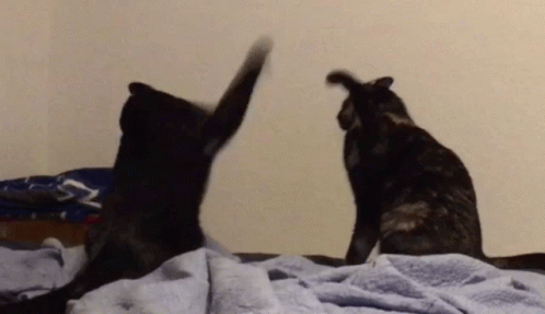 Cat Fight Cat GIF