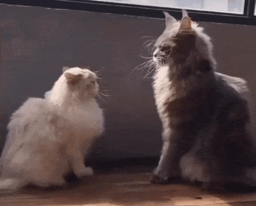 Cat Fight Cats GIF
