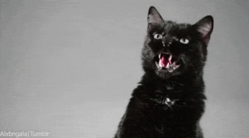 Cat Fight GIF