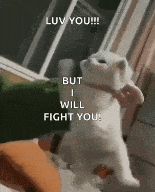 Cat Fighting Angry GIF