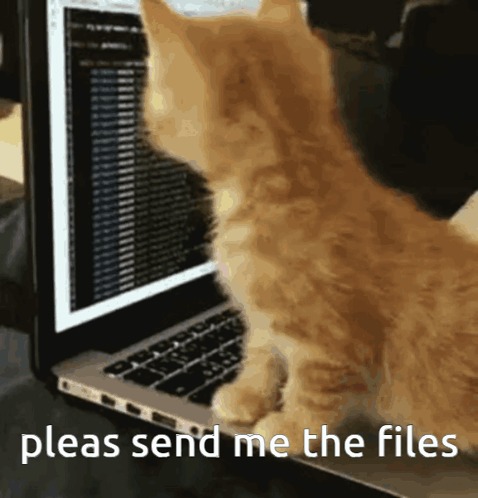 Cat Files GIF