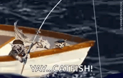 Cat Fishing GIF