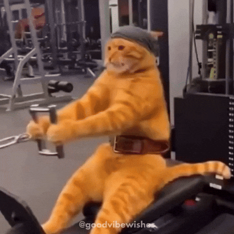 Cat Fitness GIF