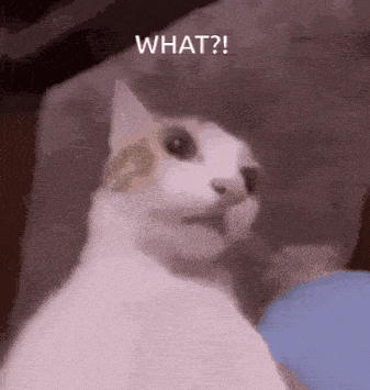 Cat Flabbergasted GIF