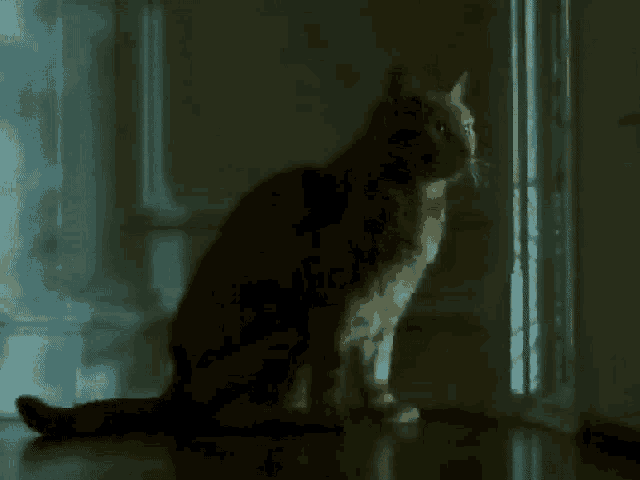 Cat Flash GIF