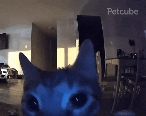 Cat Flash GIF