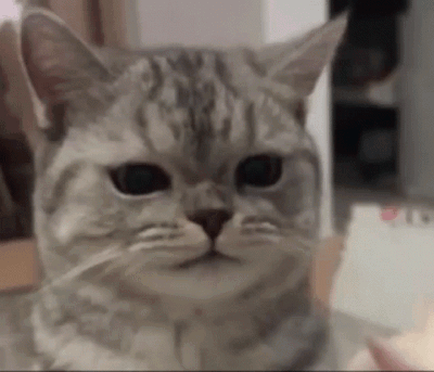 Cat GIF