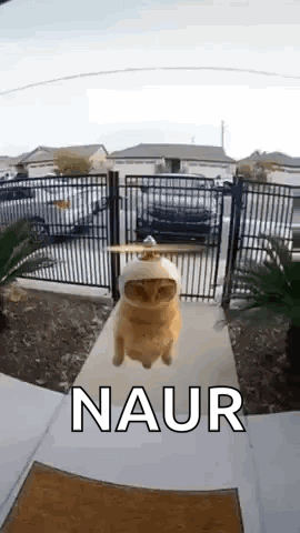 Cat Flying Propeller Hat GIF. This 270 x 480 animated GIF is part of our geburtstag katzen collection. Related themes include cat, cat meme. Created by…