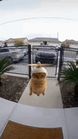 Cat Flying Propeller Hat GIF