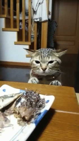 Cat Food GIF. This 280 x 498 animated GIF is part of our joey doesnt share food collection. Related themes include cat, food. Created by 1bfrank. View the…