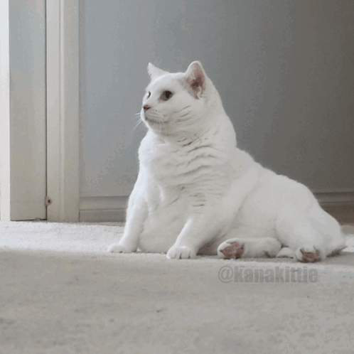 Cat Frustrated GIF