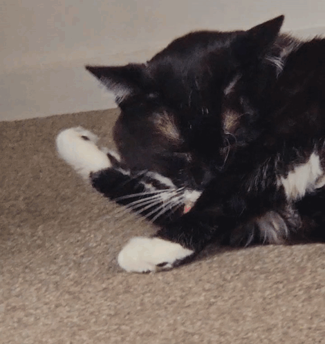 Cat Funny Cat GIF