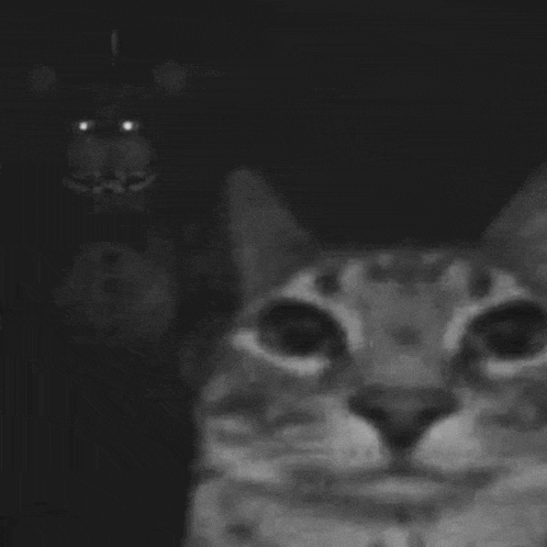 Cat Funny Cat Meme