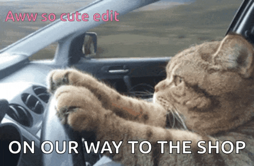 Cat Funny Cats GIF