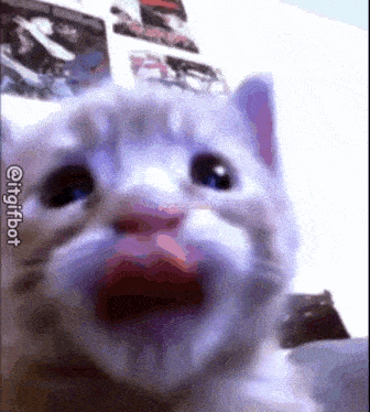 Cat Funny Cute Animals GIF